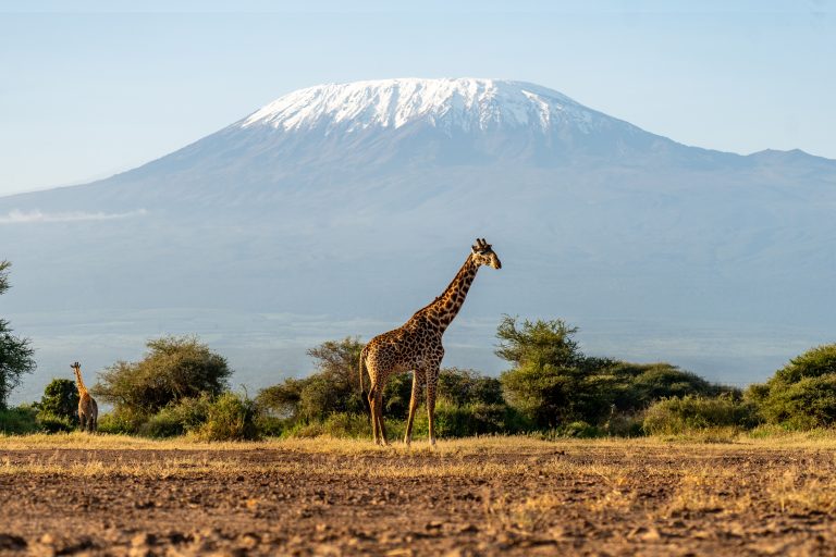 Safari en Kilimanjaro · Tanzania o Kenia con Seychelles